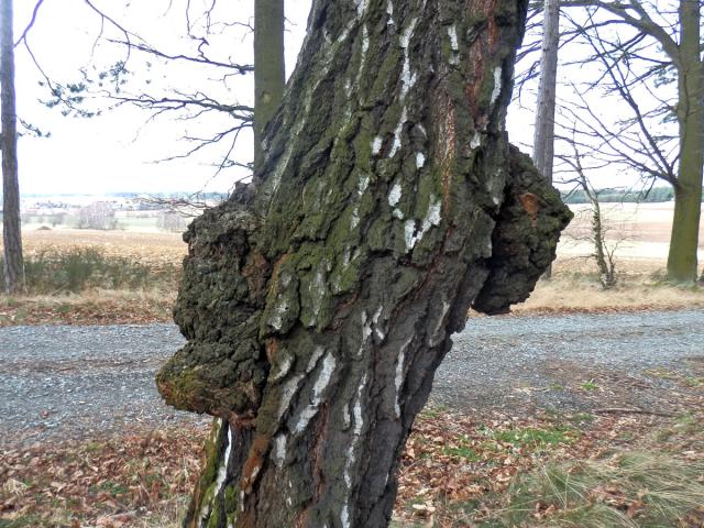 Nádor na bříze bělokoré (Betula pendula Roth) (39)