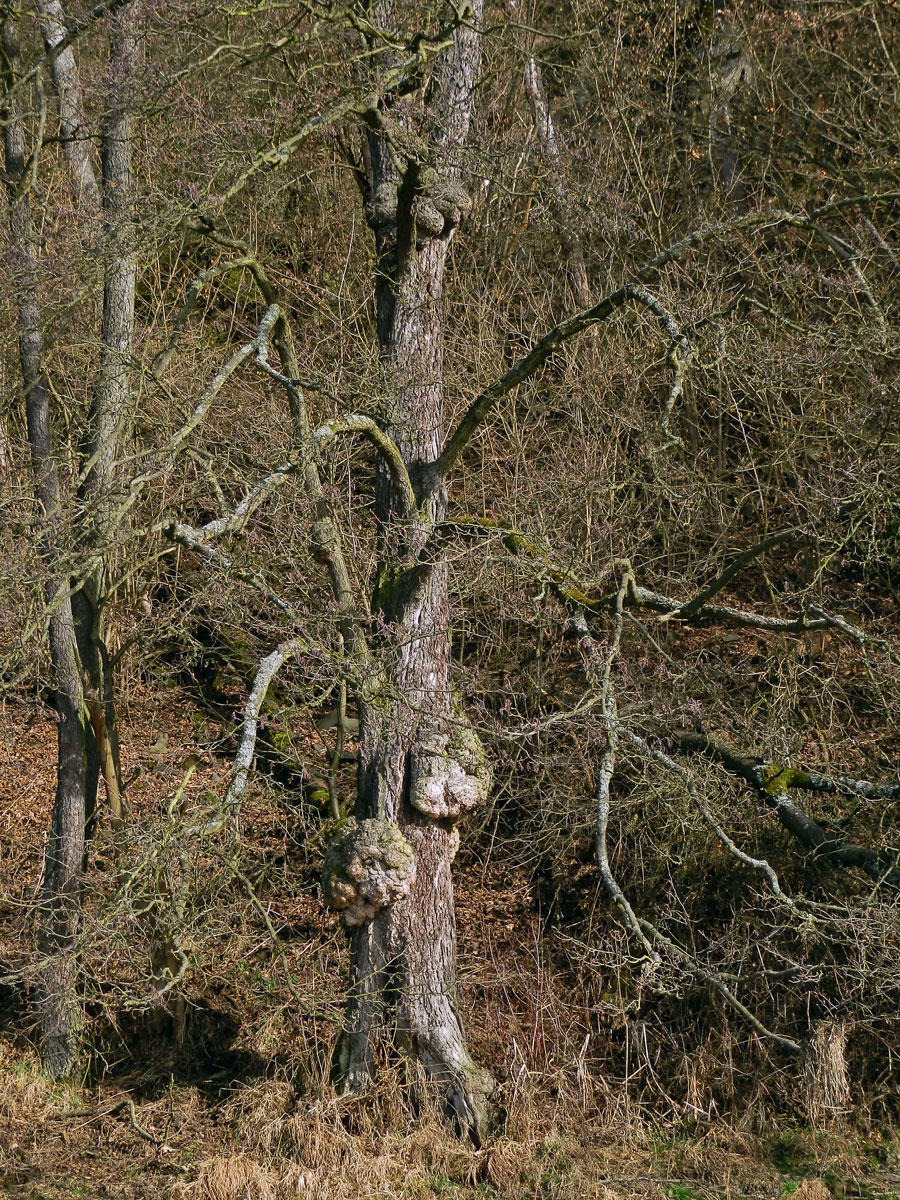 Tumory na olši lepkavé (Alnus glutinosa (L.) Gaertn.) (6n)