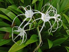 Hymenocallis caribaea (L.) Herbert 