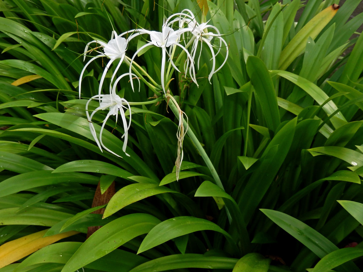 Hymenocallis caribaea (L.) Herbert