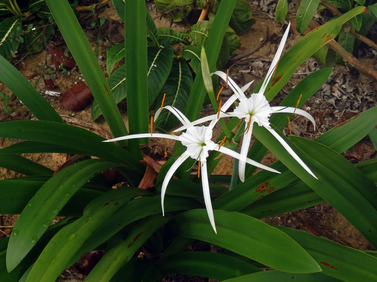 Hymenocallis caribaea (L.) Herbert