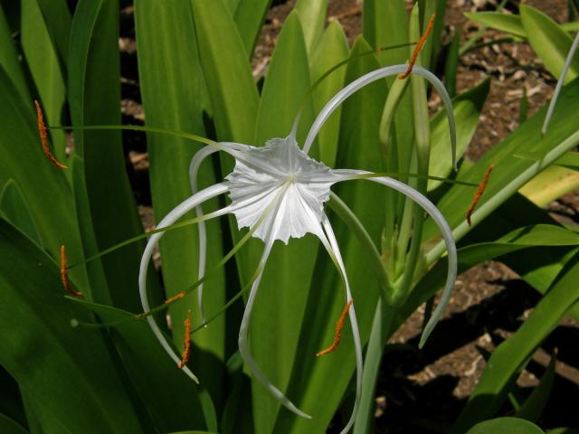 Hymenocallis caribaea (L.) Herbert