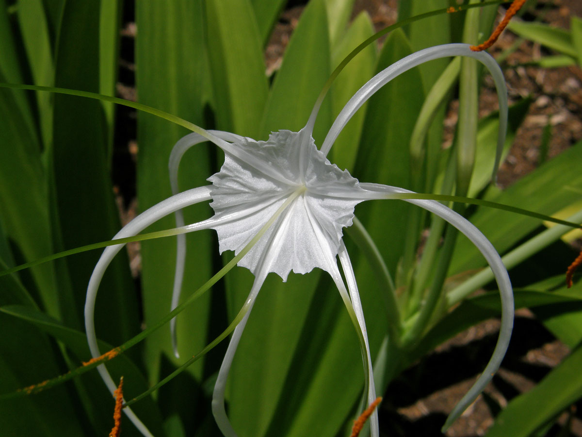 Hymenocallis caribaea (L.) Herbert