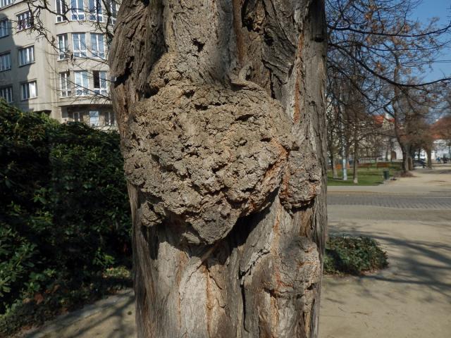 Tumor na akátu (Robinia pseudoacacia L.) (15)