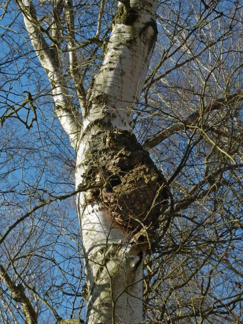 Nádor na bříze bělokoré (Betula pendula Roth) (40)