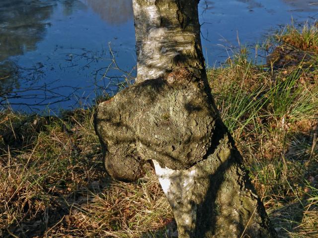 Nádor na bříze bělokoré (Betula pendula Roth) (41)