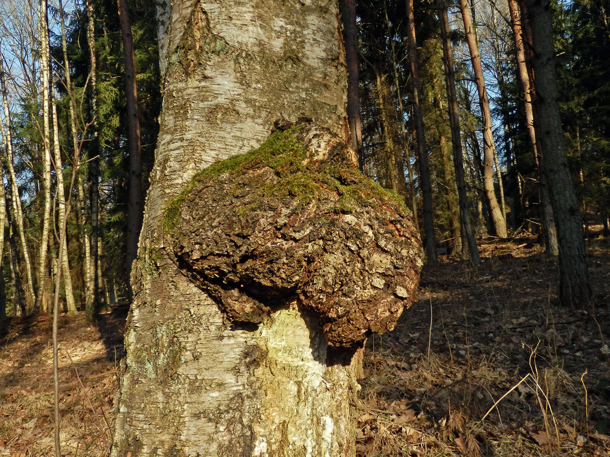 Nádor na bříze bělokoré (Betula pendula Roth) (42)