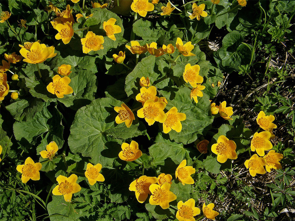 Blatouch bahenní (Caltha palustris L.)