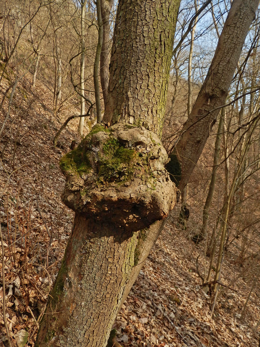 Nádor na dubu pýřitém (Quercus pubescens Willd.) (19a)