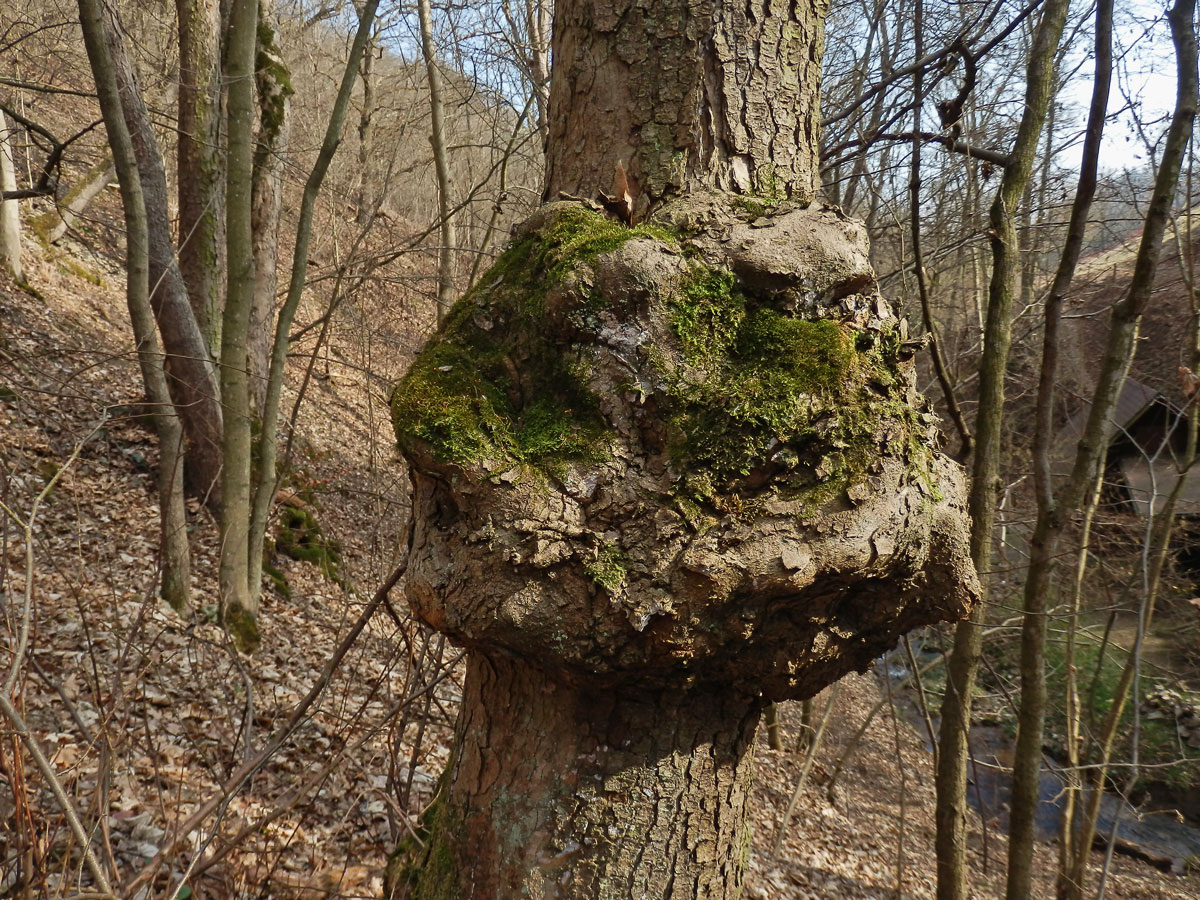 Nádor na dubu pýřitém (Quercus pubescens Willd.) (19b)