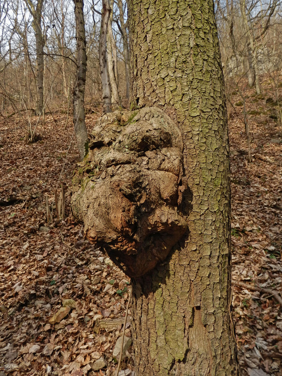 Nádor na dubu pýřitém (Quercus pubescens Willd.) (19c)