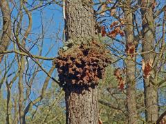 Nádor na dubu letním (Quercus robur L.) (20b)