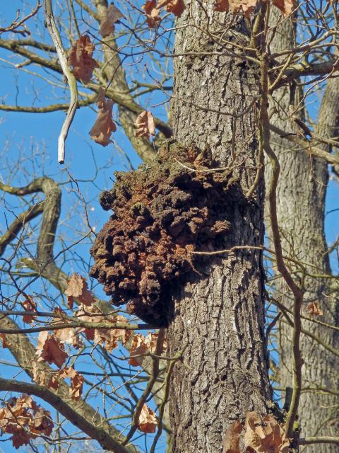 Nádor na dubu letním (Quercus robur L.) (20a)