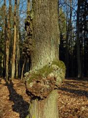Nádor na dubu letním (Quercus robur L.) (22a)