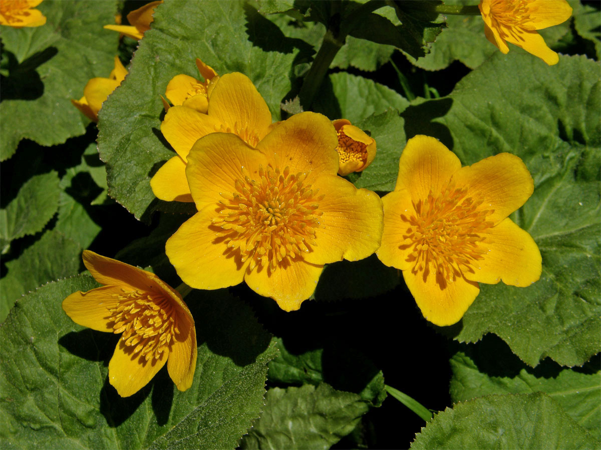 Blatouch bahenní (Caltha palustris L.)