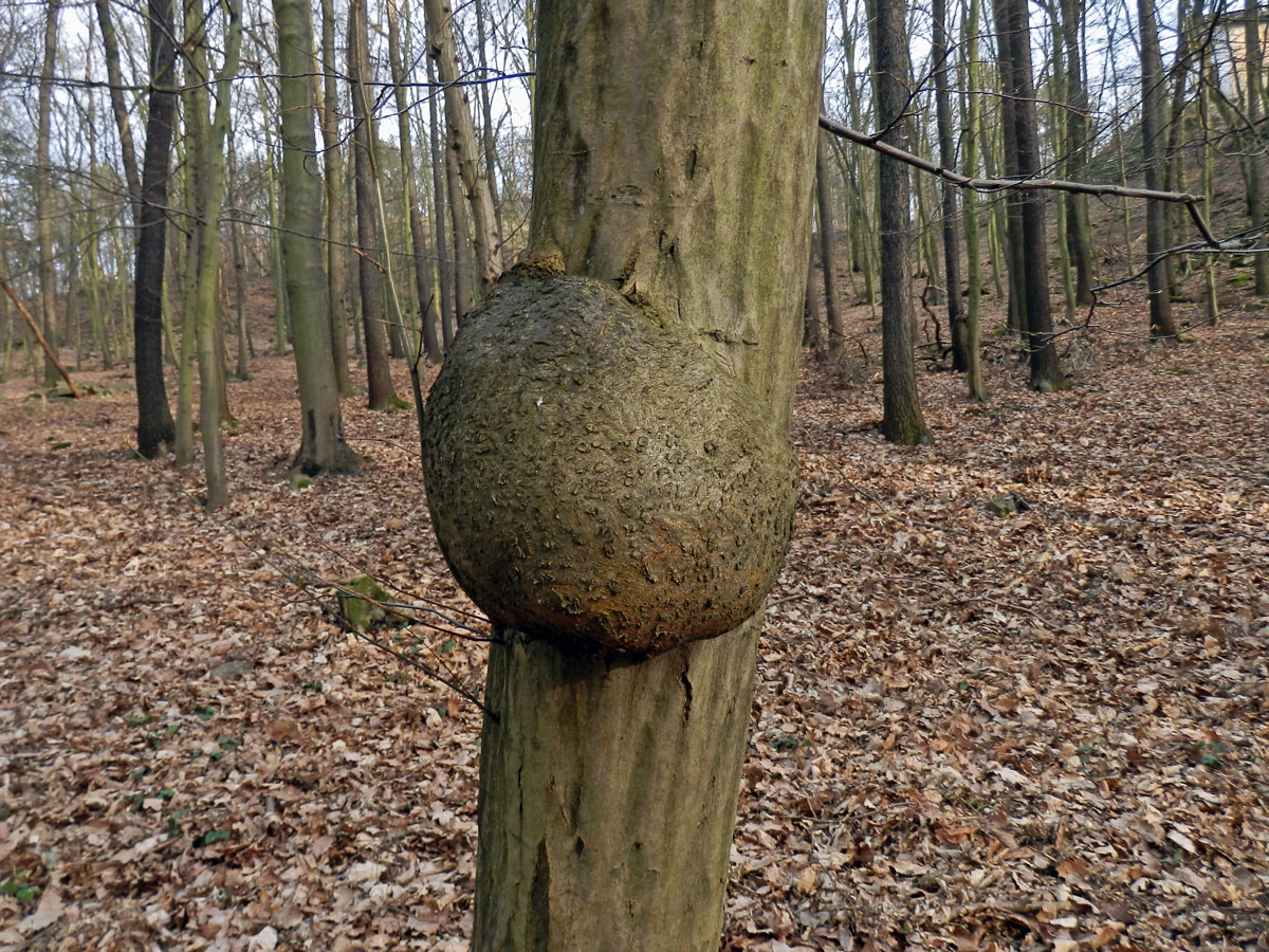 Nádor na habru obecném (Carpinus betulus L.) (13a)