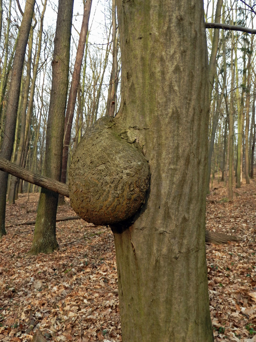 Nádor na habru obecném (Carpinus betulus L.) (13b)