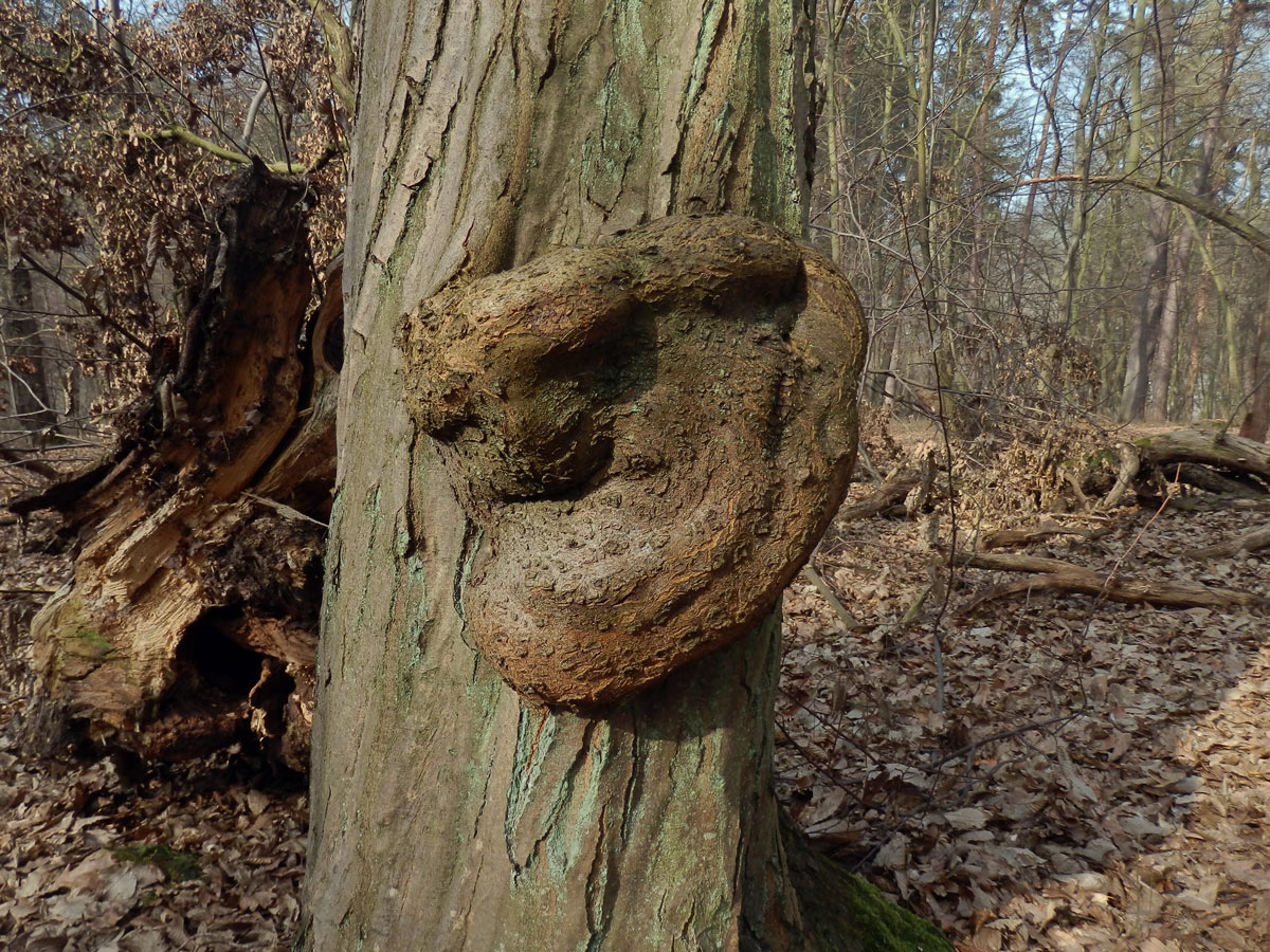 Nádor na habru obecném (Carpinus betulus L.) (14a)