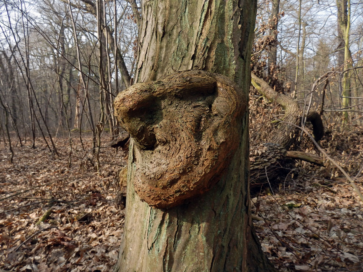 Nádor na habru obecném (Carpinus betulus L.) (14b)