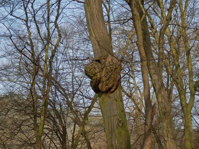 Nádor na habru obecném (Carpinus betulus L.) (15a)