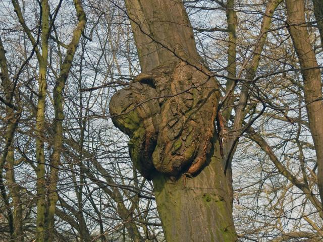 Nádor na habru obecném (Carpinus betulus L.) (15b)