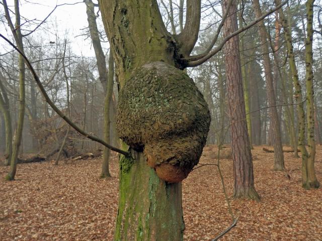 Nádor na habru obecném (Carpinus betulus L.) (16a)