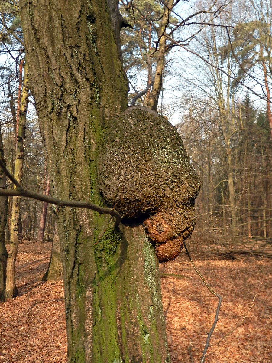 Nádor na habru obecném (Carpinus betulus L.) (16b)