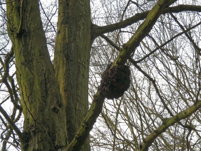 Nádor na habru obecném (Carpinus betulus L.) (17a)