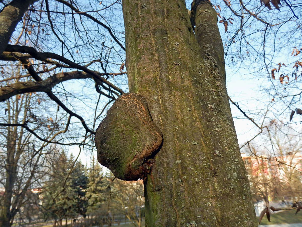 Nádor na habru obecném (Carpinus betulus L.) (19b)