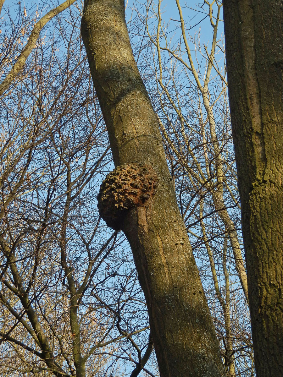 Nádor na jasanu ztepilém (Fraxinus excelsior L.) (11a)