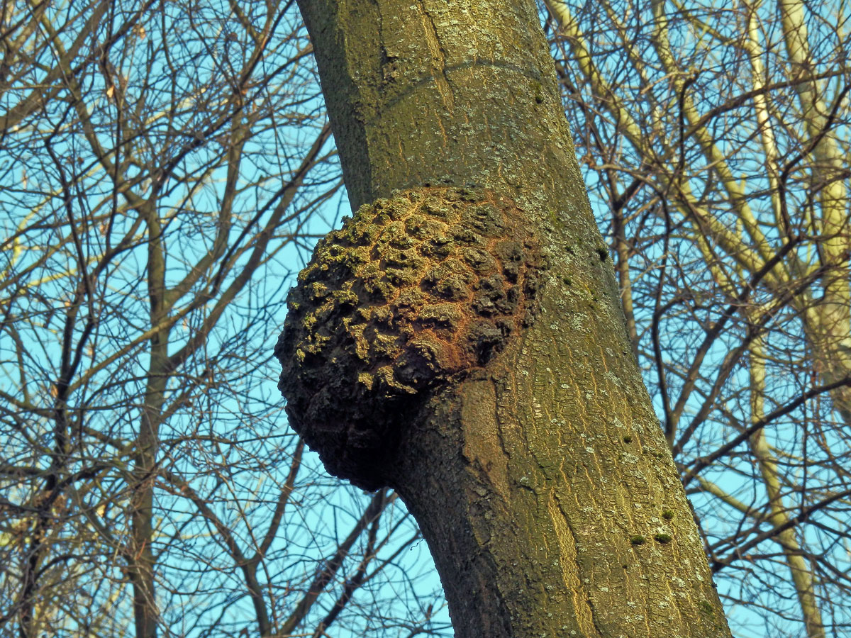 Nádor na jasanu ztepilém (Fraxinus excelsior L.) (11b)