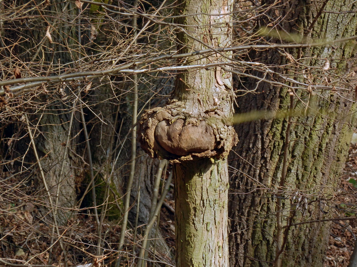 Javor klen (Acer pseudoplatanus L.) s nádorem na kmeni (33)