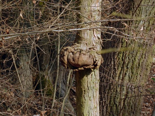 Javor klen (Acer pseudoplatanus L.) s nádorem na kmeni (33)