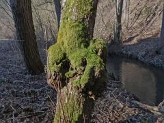 Tumor na olši lepkavé (Alnus glutinosa (L.) Gaertn.) (9a)