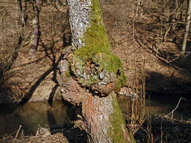 Tumor na olši lepkavé (Alnus glutinosa (L.) Gaertn.) (9b)