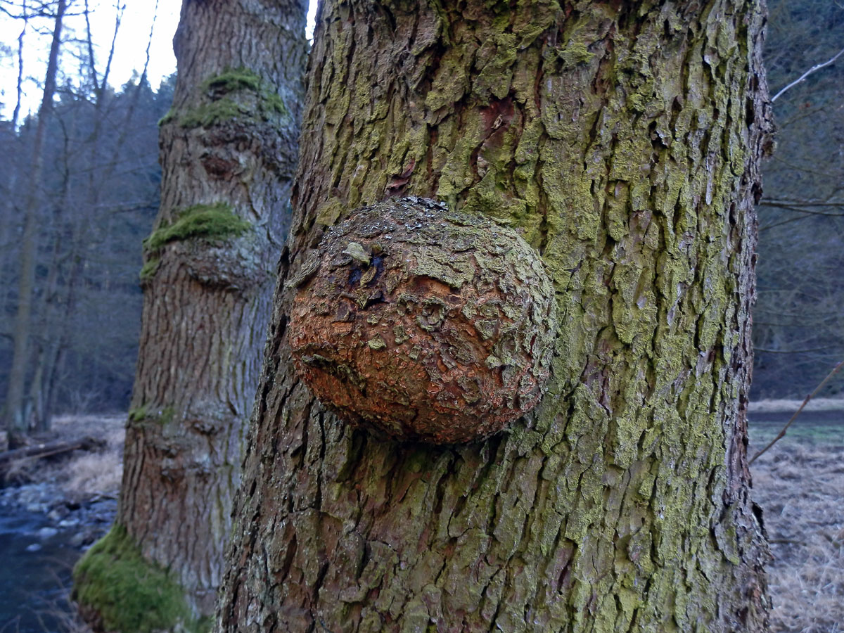 Tumor na olši lepkavé (Alnus glutinosa (L.) Gaertn.) (10)