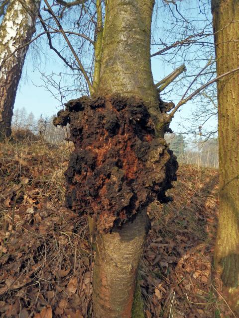 Třešeň ptačí (Prunus avium (L.) L.) (23a) s nádorem na kmeni