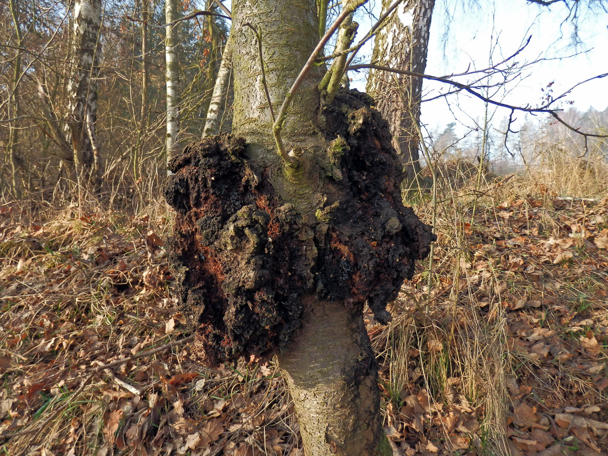 Třešeň ptačí (Prunus avium (L.) L.) (23b) s nádorem na kmeni