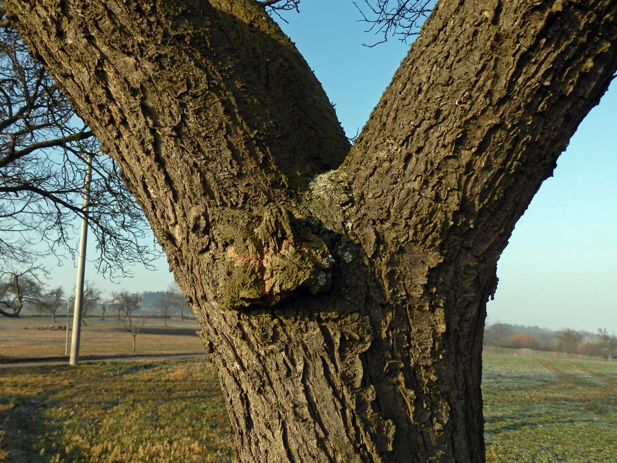 Tumor na kmeni slivoně švestky (Prunus domestica L.) (24)