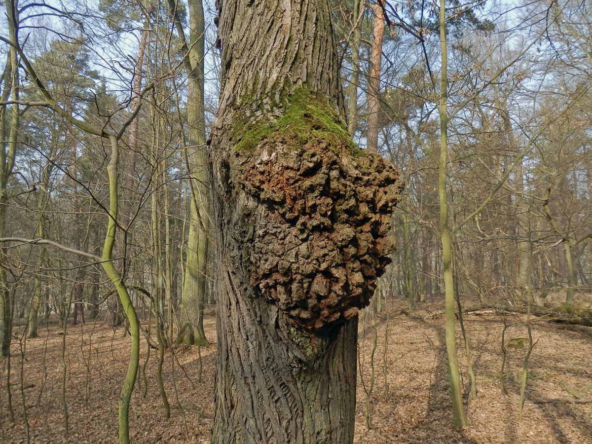 Lípa velkolistá (Tilia platyphyllos Scop.) (23a) s nádorem na kmeni