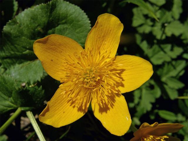 Blatouch bahenní (Caltha palustris L.)