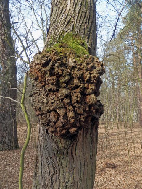 Lípa velkolistá (Tilia platyphyllos Scop.) (23b) s nádorem na kmeni