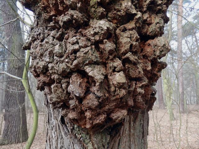 Lípa velkolistá (Tilia platyphyllos Scop.) (23c) s nádorem na kmeni