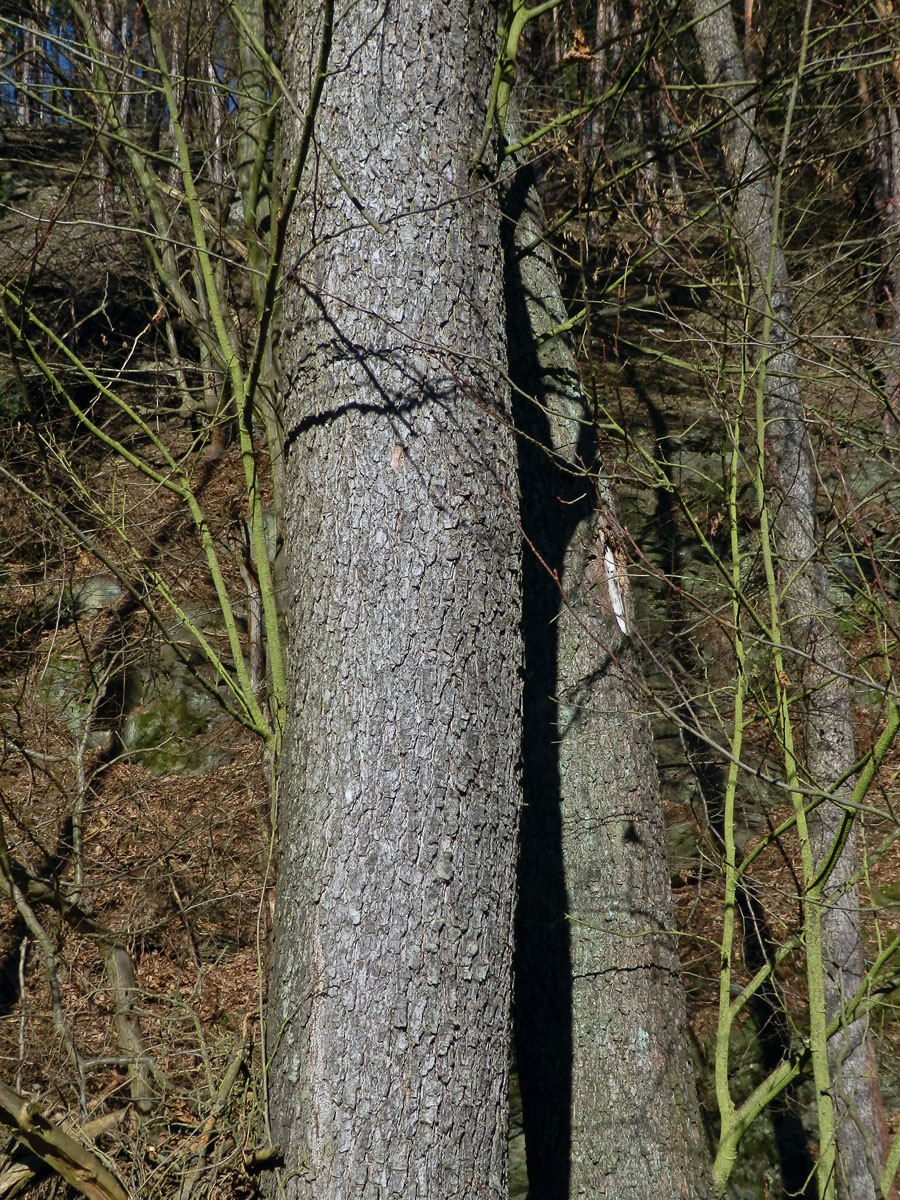 Olše lepkavá (Alnus glutinosa (L.) Gaertn.)