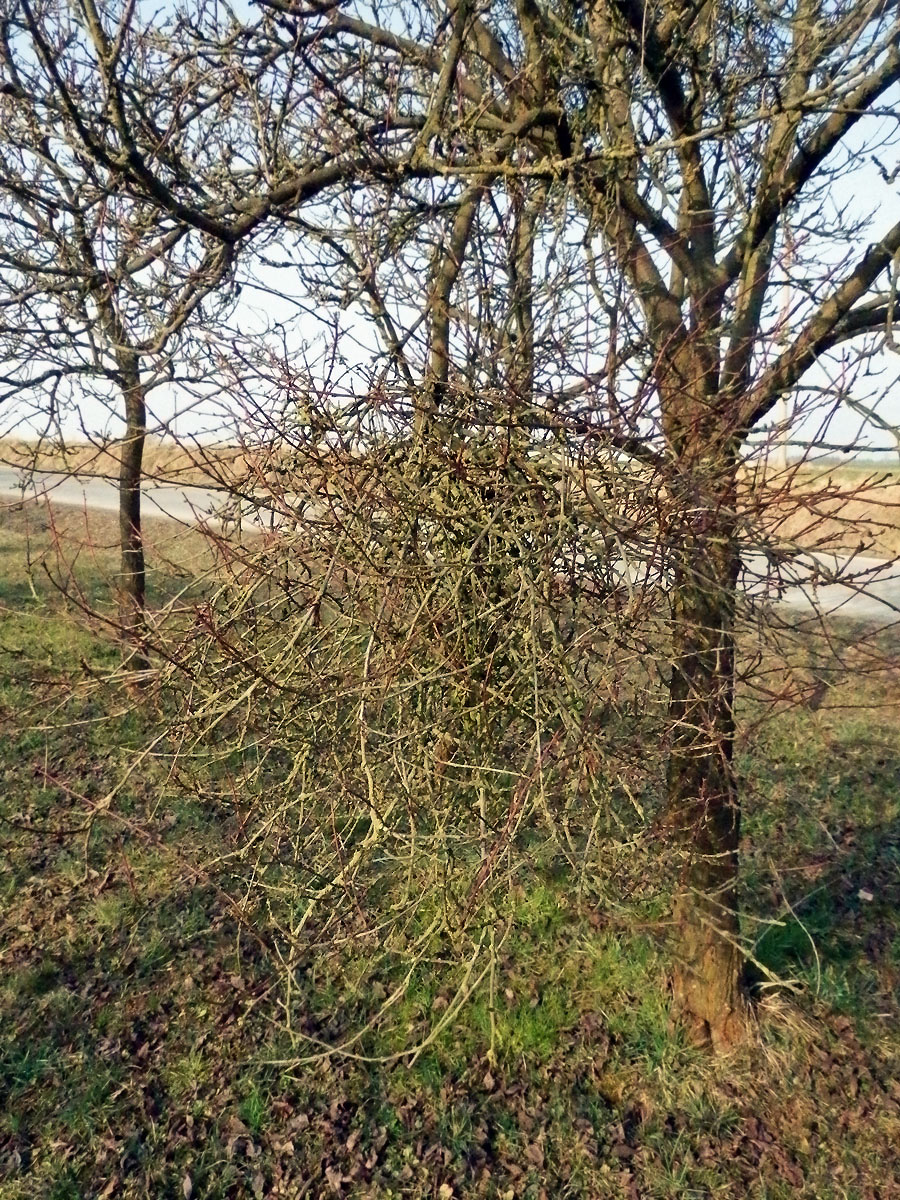 Čarověník na větvi slivoně švestky (Prunus domestica L.) (1c)