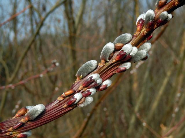 Fasciace větévek vrby (Salix L.)