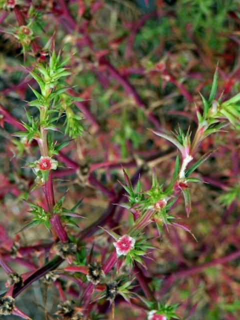 Slanobýl (Salsola paulsenii Litv.)