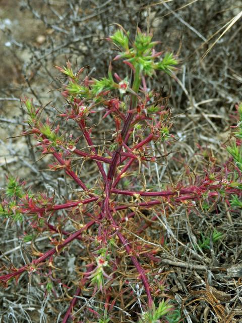 Slanobýl (Salsola paulsenii Litv.)