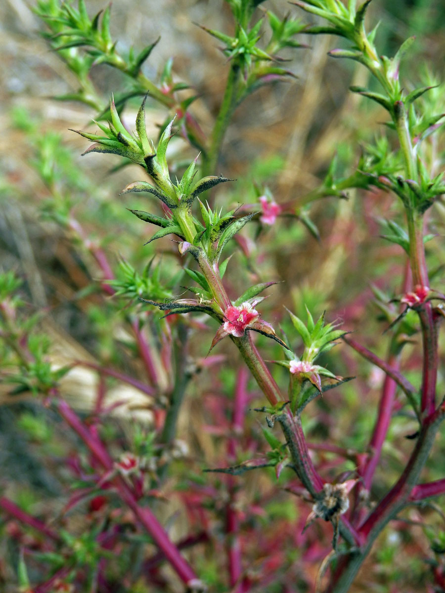 Slanobýl (Salsola paulsenii Litv.)