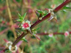 Slanobýl (Salsola paulsenii Litv.)